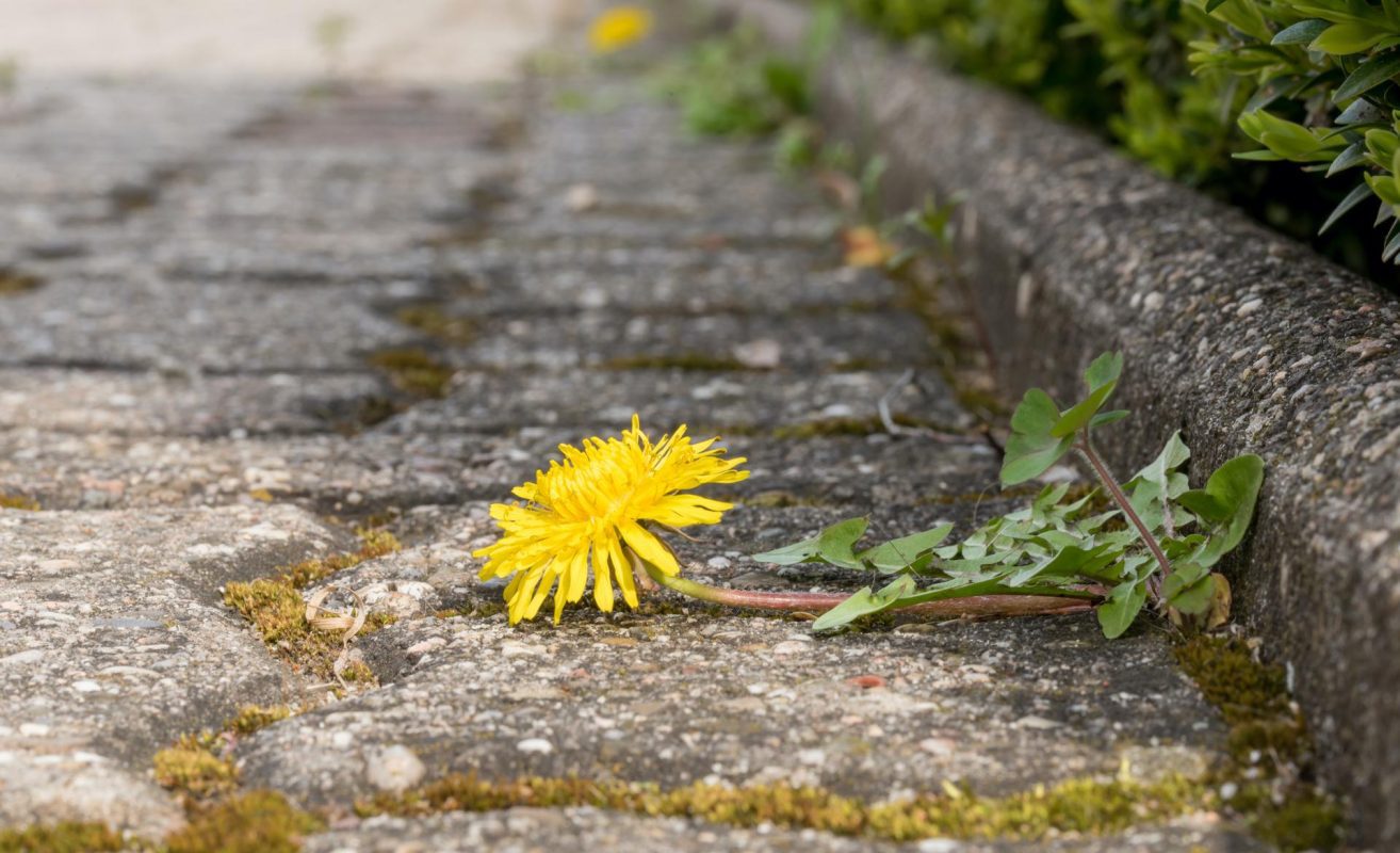 *Weed Burner Australia*